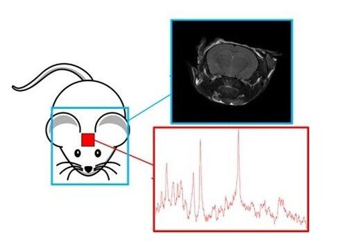 La figure présente les deux technique issues de la RMN : l’IRM (Imagerie par résonance magnétique) et la SRM (spectroscopie par résonance magnétique).  En haut : image de la tête de la souris. En bas : spectre de métabolites cérébraux obtenu dans une zone particulière du cerveau (le striatum).