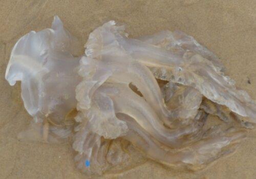 Une méduse échouée sur la plage.