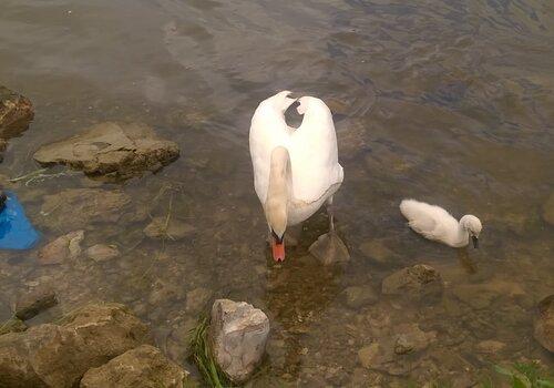 Maman cygne et son petit, au marché, avec un sac plastique