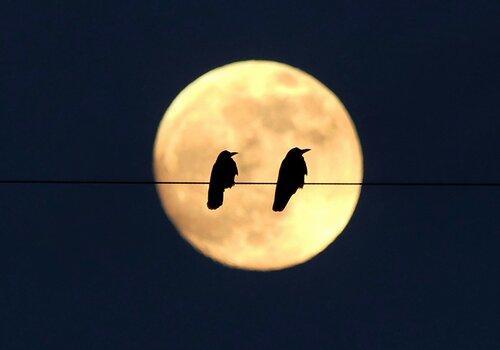 Two Birds Perching with the Moon in the Background