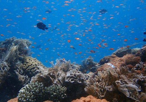Vue sous-marine du récif corallien des Comores