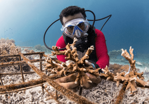 Jardinier de corail en pleine transplantation corallienne, Raja Ampat, Indonesie