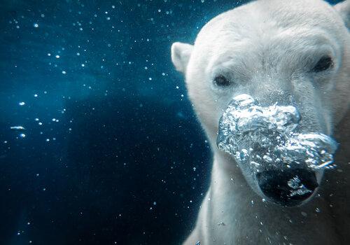 Un ours polaire sous l'eau