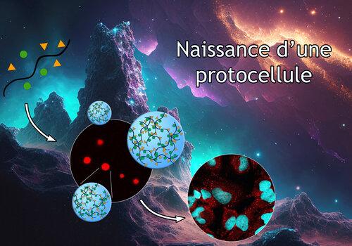 Schéma simplifié de la transformation d'éléments simples venus de l'espace en protocellule. Des photos expérimentales sous microscope à fluorescence montrent des condensats et cellules.