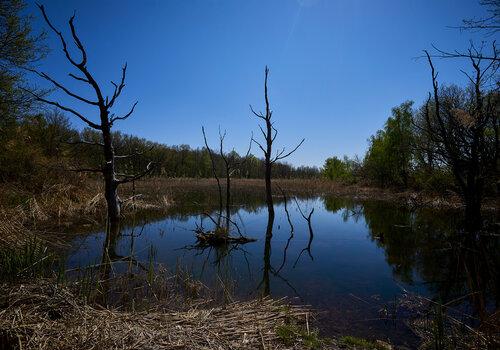 le marais de l'Écomusée, vu depuis le sentier nature