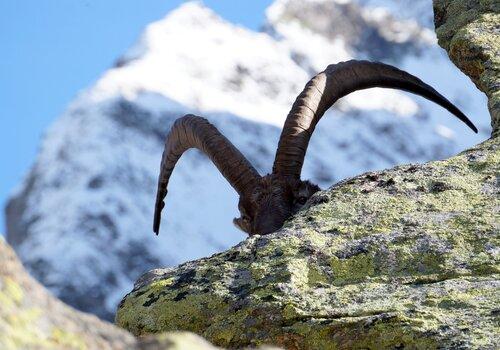 50 ans Réserve naturelle des Aiguilles Rouges