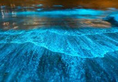 Les plactons bioluminescents