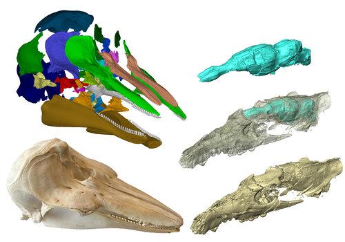 exploration cranienne 3D d'un cétacé actuel, le marsouin, et d'un fossile vieux de 48 millions d'années