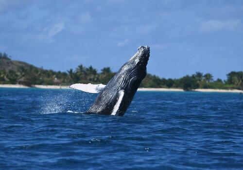 Photo d'une baleine à bosse émergeant de l'eau à Madagascar