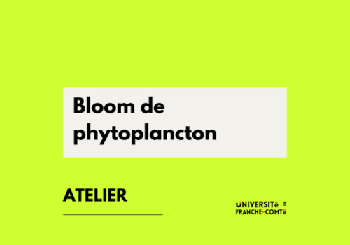 Bloom de phytoplancton