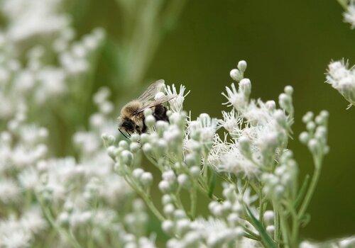 insecte sur une fleur