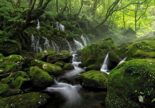 Rivière dans une forêt