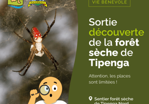 Diversité végétale, animale et fongique de la forêt sèche, écosystème fortement menacé.