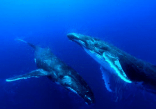 Baleines