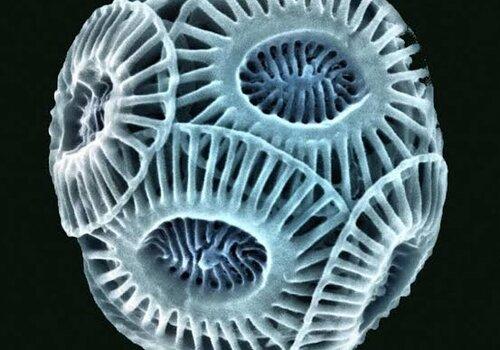 coccolithophores