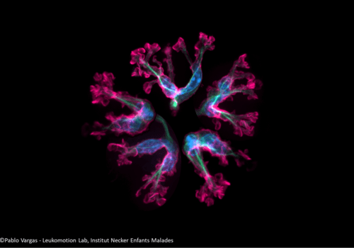 Réseau neuronal observé en microscopie à fluorescence