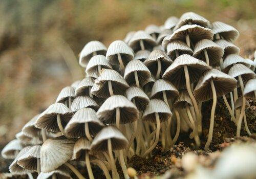 champignons-récolte-sortie-variété