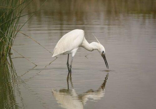 oiseau-eau-fete-science-2024-aubusson