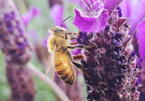 abeille-lavance-fete-science-2024-aubusson