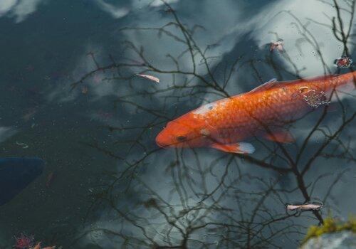 poissons-creuse-diversité