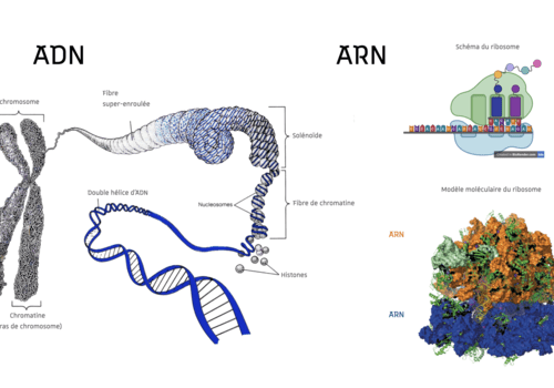 L'ADN et l'ARN donnent corps à des molécules de structure différentes qui remplissent des fonctions complémentaires dans les cellules vivantes