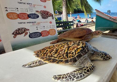 Réseau Tortues Marines Martinique 