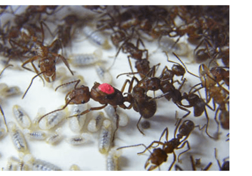 Reine de l’espèce Ectatomma tuberculatum (marquée d’un point rouge) avec des ouvrières autour d’elle.