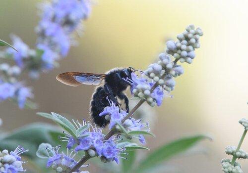 Une abeille charpentière butinant un Gattilier