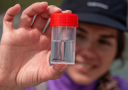 Biodiversité des rivières alpines