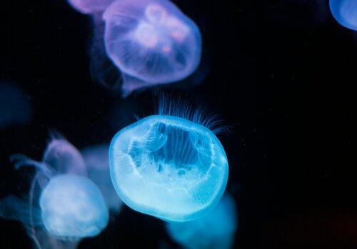 méduses bioluminescentes