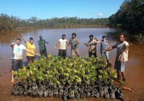 SOS Mangroves