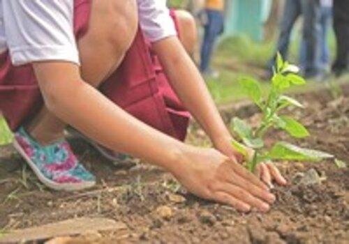 enfant qui plante un végétal