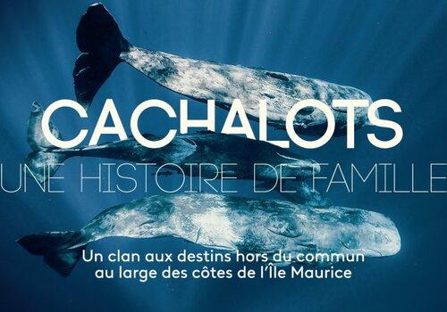 Cachalots, une histoire de famille