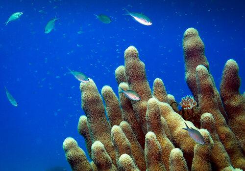 Corail Dendrogyra cylindrus dans le grand bleu