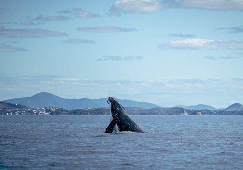 baleine à bosse