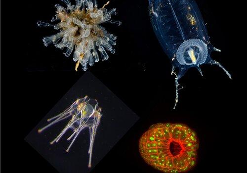 Collage d'organismes marins observées au microscopes