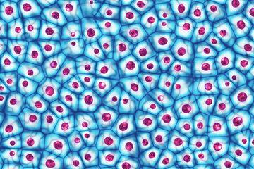 Cellules souches embryonnaires vues au microscope. 