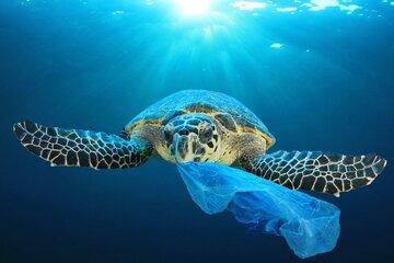 UNE BOUTEILLE A LA MER