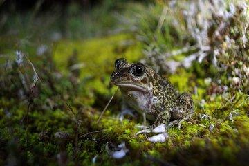 Crapaud à couteau