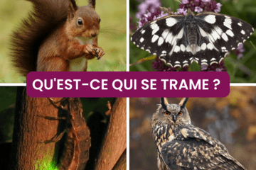 Animaux impactés par la pollution lumineuse et la fragmentation de leurs habitats par l'Homme (écureuil, papillon demi-deuil, ver luisant, hibou grand-duc)