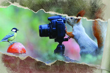 écureuil prenant une mésange en photo