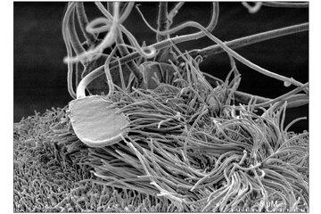 Spermatozoïde au repos sur une cellule ciliée de l'oviducte