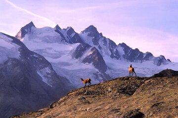 Montagne et chamois