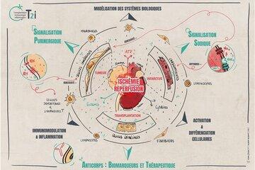 Dessin des organes cibles, comme coeur et reins, et differents types cellulaires et molecules qui permettent la communication cellulaire