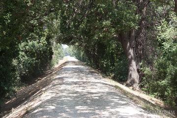 Chemin dans le bois de Tourtoulen 