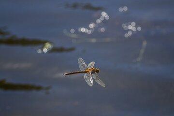 Insecte volant au dessus de l'eau