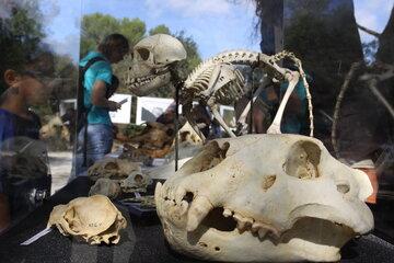 Stand d'animation avec des crânes de différentes espèces animales.