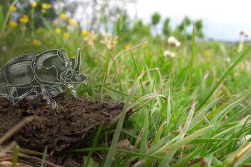 Photographie d'une bouse de vache au premier plan sur un paysage de prairie, un dessin de bousier copris lunaris superposé à la photo crée l'illusion que l'insecte se trouve sur la bouse.