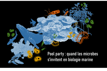 Visuel Atelier Pool party : Quand les microbes s'invitent en biologie marine