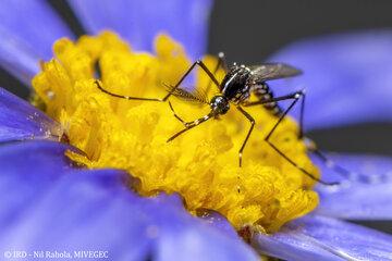 Moustique mâle en plein repas 